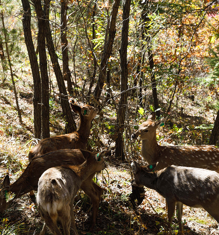 Deer Antler Helps To Restore Sex Hormones Of Both Men And Women